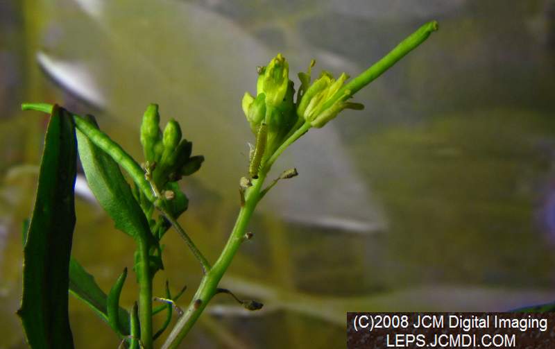 A nearly mature first instar Sara Orange-Tip butterfly larva on mustard host.